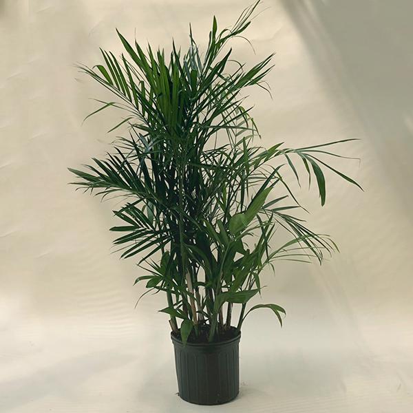 gog-chamaedorea-seifrizii-bamboo-palm-plant.jpg
