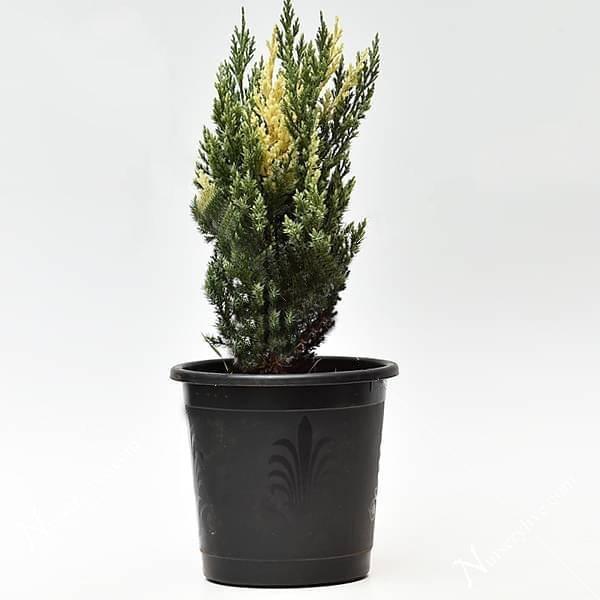 gog-chinese-juniper-juniperus-chinensis-expansa-variegata-plant.jpg