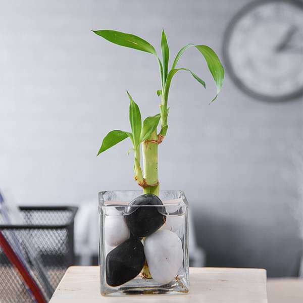 gog-plants-1-lucky-bamboo-stalk-a-symbol-of-commitment-gift-plant-16968367440012.jpg