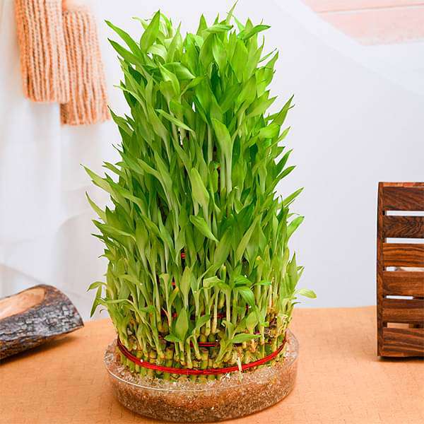 gog-plants-10-layer-lucky-bamboo-plant-in-a-bowl-16968371765388.jpg