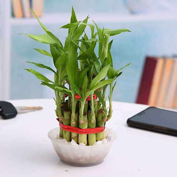 gog-plants-2-layer-lucky-bamboo-plant-in-a-bowl-with-pebbles-16968448508044.jpg