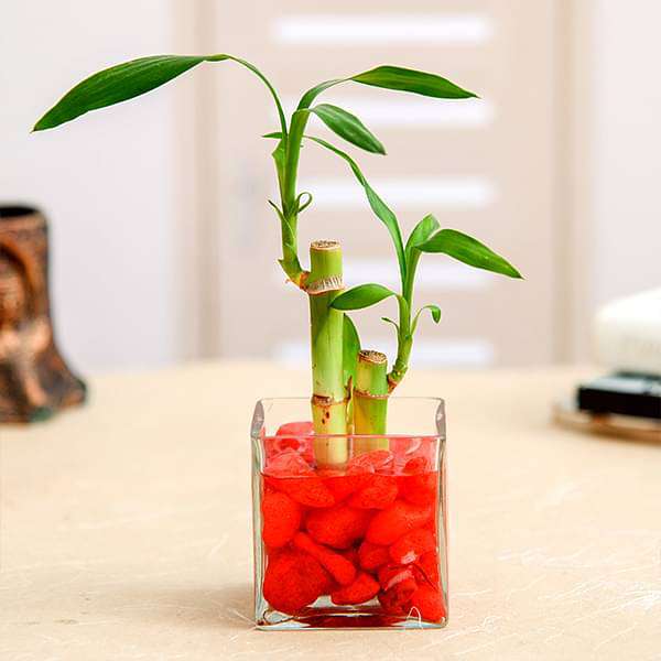 gog-plants-2-lucky-bamboo-stalks-a-symbol-of-love-gift-plant-16968448082060.jpg