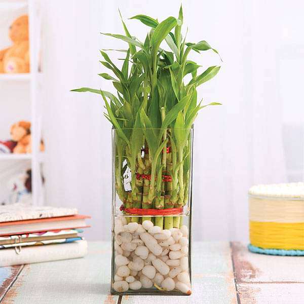 gog-plants-3-layer-lucky-bamboo-in-a-glass-vase-with-pebbles-16968467742860.jpg