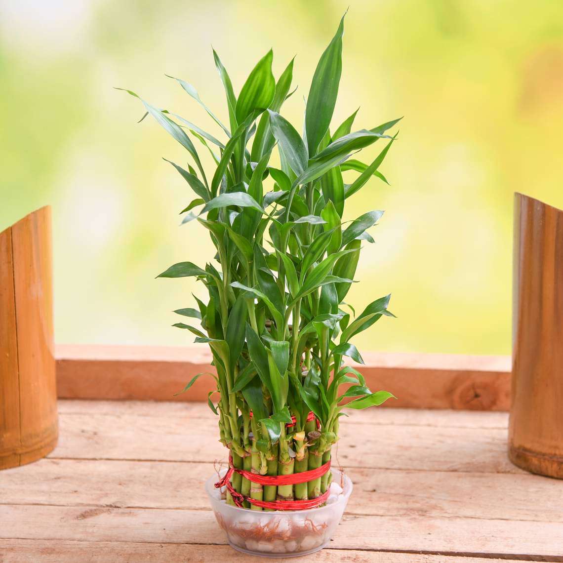 gog-plants-3-layer-lucky-bamboo-plant-in-a-bowl-with-pebbles-16968468725900.jpg