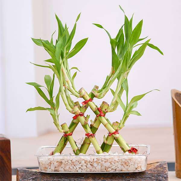 gog-plants-3-layer-pyramid-lucky-bamboo-in-a-tray-with-pebbles-16969013297292.jpg