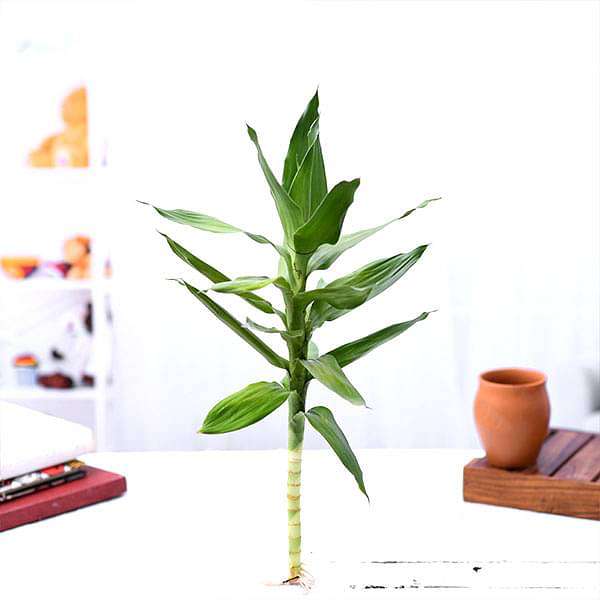 gog-plants-30-cm-lotus-lucky-bamboo-plant-16969014050956.jpg