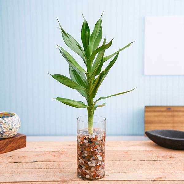 gog-plants-30-cm-lotus-lucky-bamboo-plant-in-a-glass-vase-with-pebbles-16969009758348.jpg