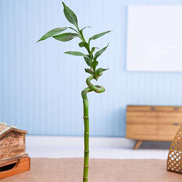 gog-plants-30-cm-spiral-stick-lucky-bamboo-plant-16968469610636.jpg