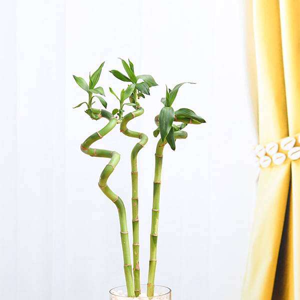 gog-plants-30-cm-spiral-stick-lucky-bamboo-plant-pack-of-3-16968470823052.jpg