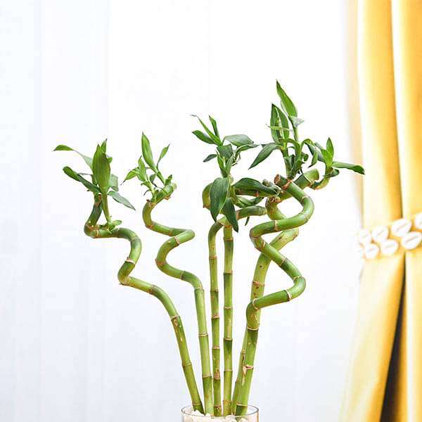 gog-plants-30-cm-spiral-stick-lucky-bamboo-plant-pack-of-6-16968469971084.jpg