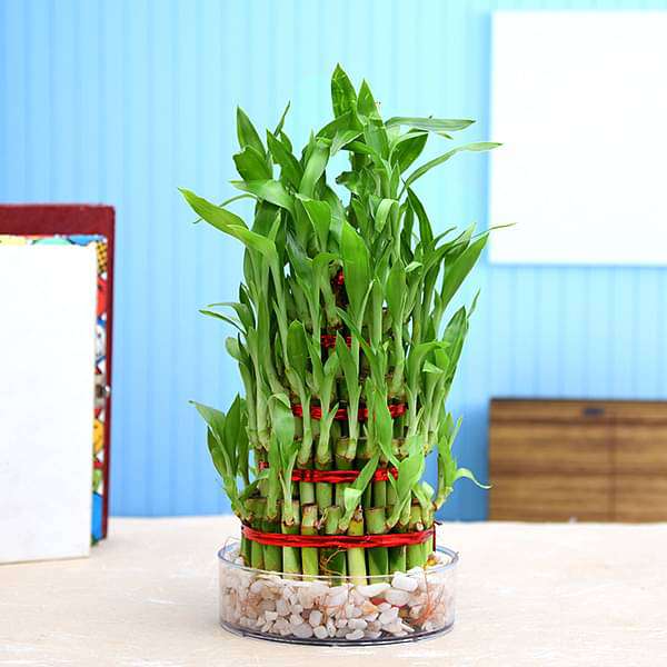 gog-plants-4-layer-lucky-bamboo-plant-in-a-bowl-with-pebbles-16968493596812.jpg