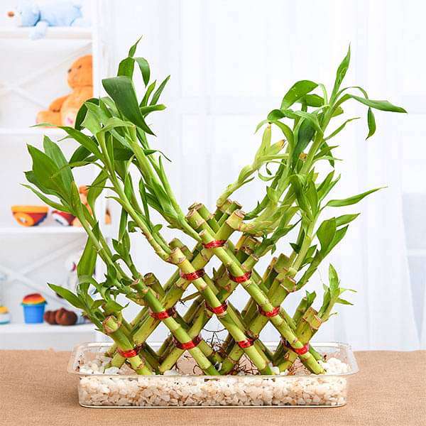gog-plants-4-layer-pyramid-lucky-bamboo-in-a-tray-with-pebbles-16969013330060.jpg