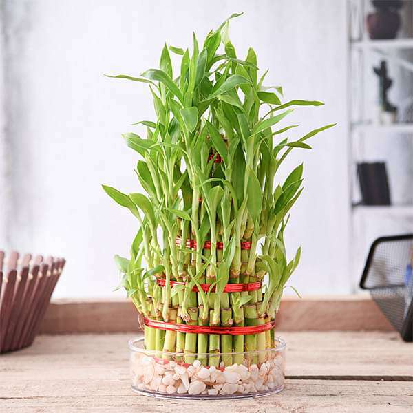 gog-plants-5-layer-lucky-bamboo-plant-in-a-bowl-with-pebbles-16968511324300.jpg