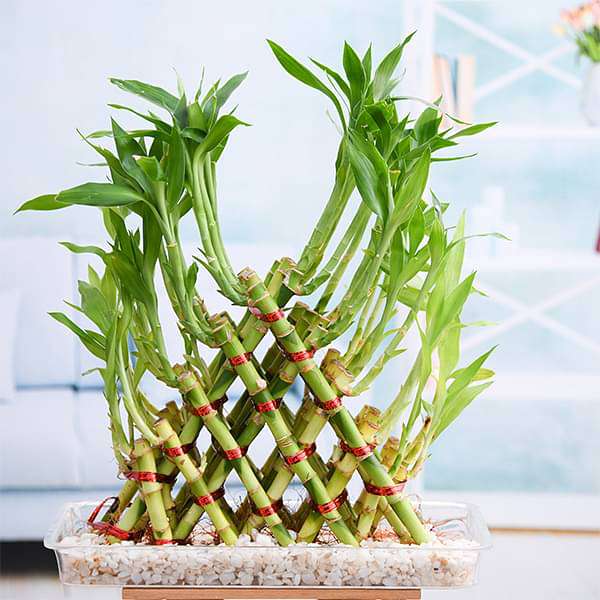 gog-plants-5-layer-pyramid-lucky-bamboo-in-a-tray-with-pebbles-16969013526668.jpg