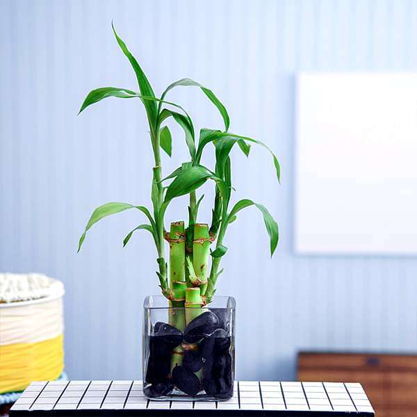 gog-plants-5-lucky-bamboo-stalks-a-symbol-of-positive-energy-gift-plant-16968511553676.jpg