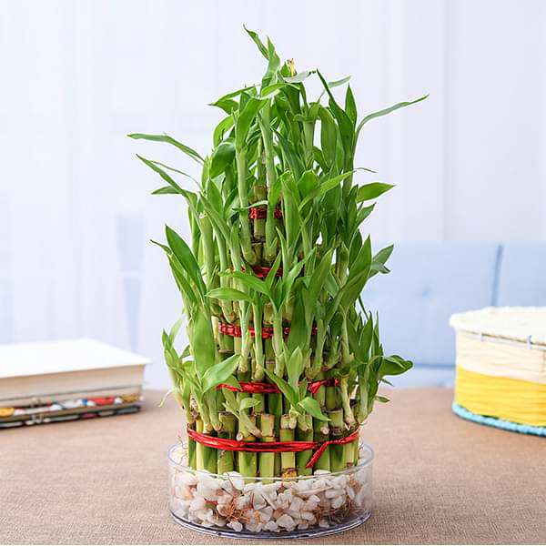 gog-plants-6-layer-lucky-bamboo-plant-in-a-bowl-with-pebbles-16969013559436.jpg