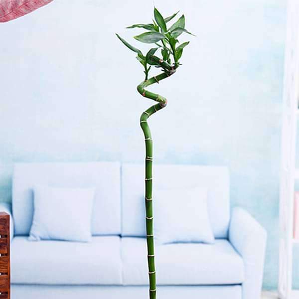 gog-plants-60-cm-spiral-stick-lucky-bamboo-plant-16969344221324.jpg