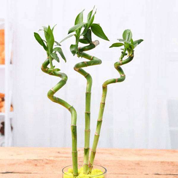 gog-plants-60-cm-spiral-stick-lucky-bamboo-plant-pack-of-3-16968523186316.jpg