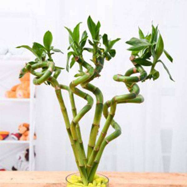 gog-plants-60-cm-spiral-stick-lucky-bamboo-plant-pack-of-6-16968523153548.jpg