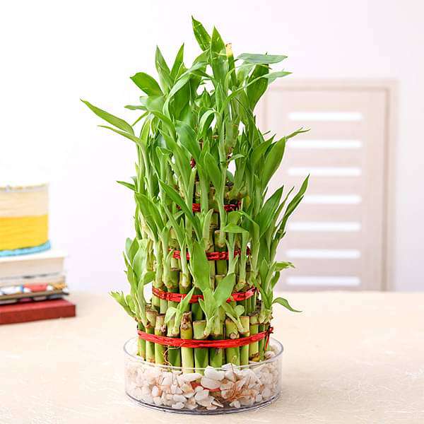 gog-plants-7-layer-lucky-bamboo-plant-in-a-bowl-with-pebbles-16969013657740.jpg