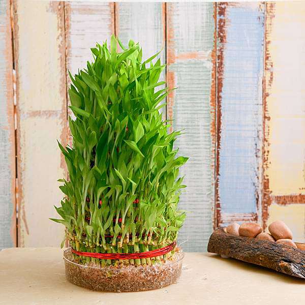 gog-plants-8-layer-lucky-bamboo-plant-in-a-bowl-16968538620044.jpg