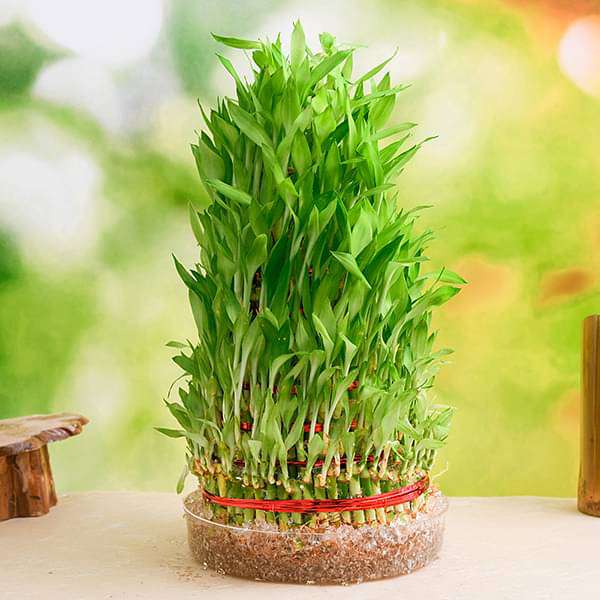gog-plants-9-layer-lucky-bamboo-plant-in-a-bowl-16968543797388.jpg