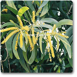 gog-plants-acacia-auriculiformis-australian-babul-plant-16968546582668.png
