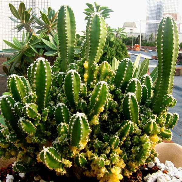 gog-plants-acanthocereus-tetragonus-cactus-plant-16968547893388.jpg