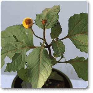 gog-plants-acmella-oleracea-toothache-akarkara-plant-16968548221068.png