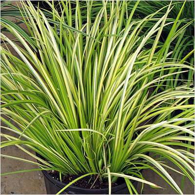 gog-plants-acorus-grass-variegated-plant-16968548548748.jpg