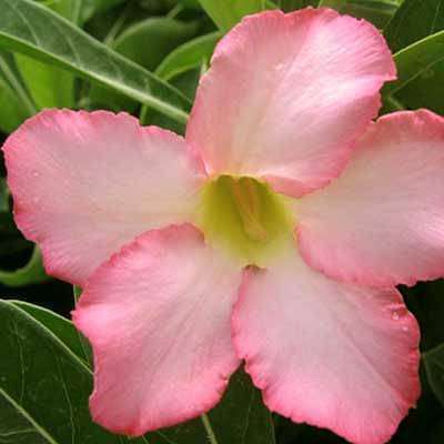 gog-plants-adenium-plant-desert-rose-baby-pink-plant-16968549728396.jpg