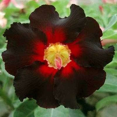 gog-plants-adenium-plant-desert-rose-black-plant-16968549826700.jpg