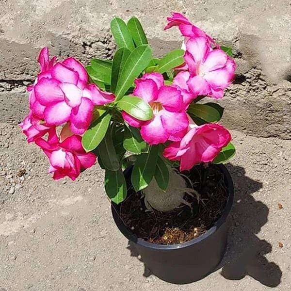 gog-plants-adenium-plant-desert-rose-grafted-any-color-plant-17027789324428.jpg