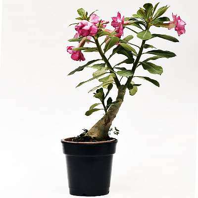gog-plants-adenium-plant-desert-rose-grown-through-seeds-any-color-plant-16968550154380.jpg