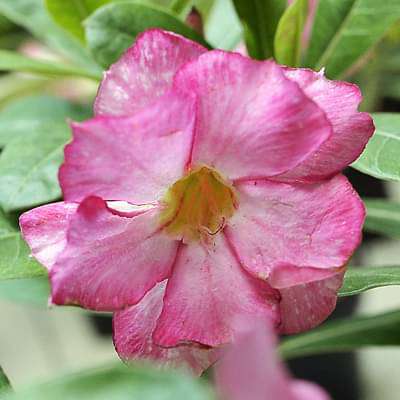 gog-plants-adenium-plant-desert-rose-pink-double-plant-16968550285452.jpg