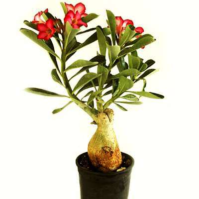 gog-plants-adenium-plant-desert-rose-pink-double-shaded-plant-16968550482060.jpg