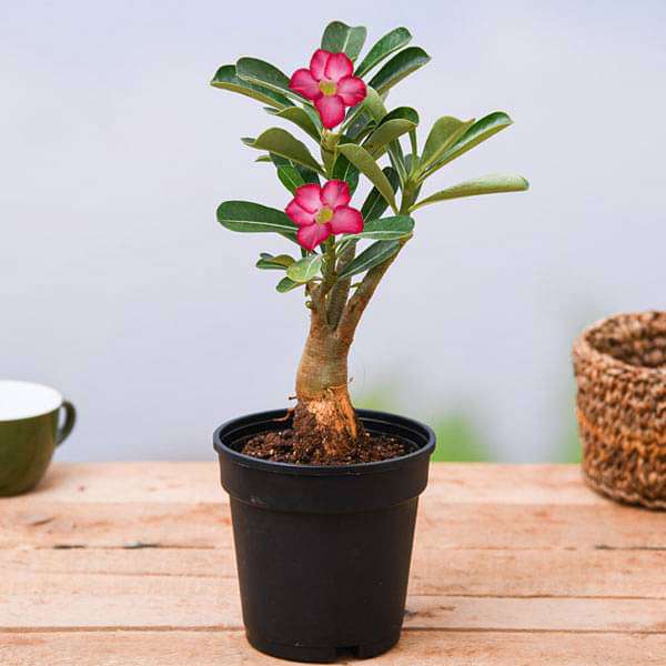 gog-plants-adenium-plant-desert-rose-pink-plant-16968550383756.jpg