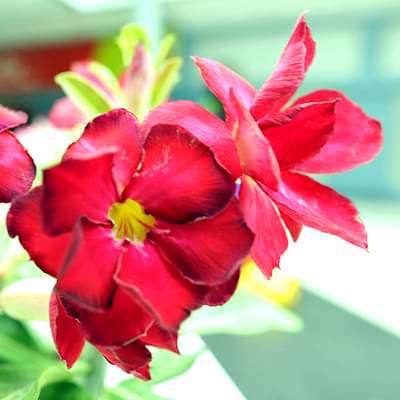 gog-plants-adenium-plant-desert-rose-red-double-plant-16968550416524.jpg