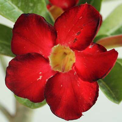 gog-plants-adenium-plant-desert-rose-red-plant-16968550875276.jpg