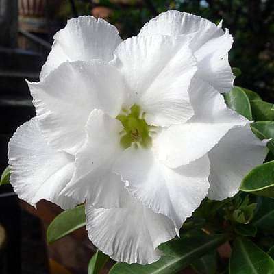gog-plants-adenium-plant-desert-rose-white-double-plant-16968550711436.jpg