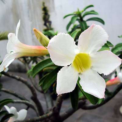 gog-plants-adenium-plant-desert-rose-white-plant-16968550776972.jpg