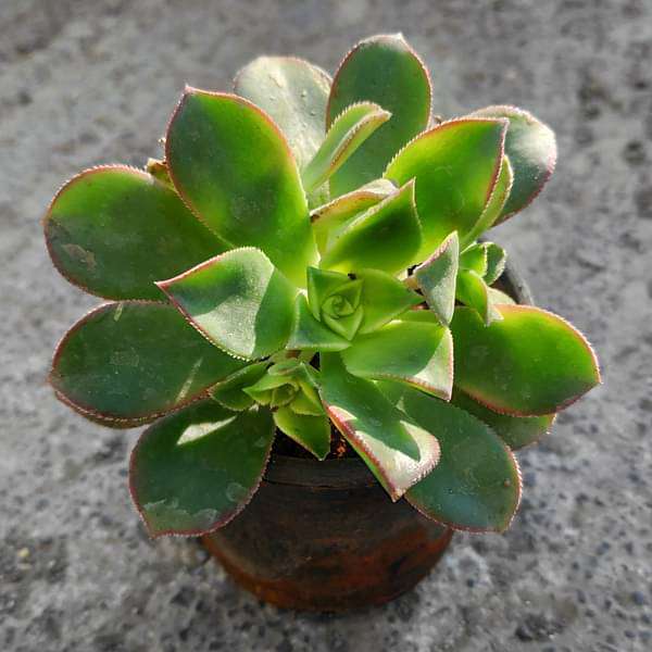 gog-plants-aeonium-decorum-tricolor-succulent-plant-16968552349836.jpg