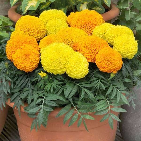 gog-plants-african-marigold-any-color-plant-16968553005196.jpg