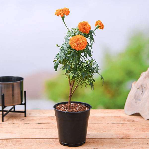 gog-plants-african-marigold-orange-plant-16968555004044.jpg