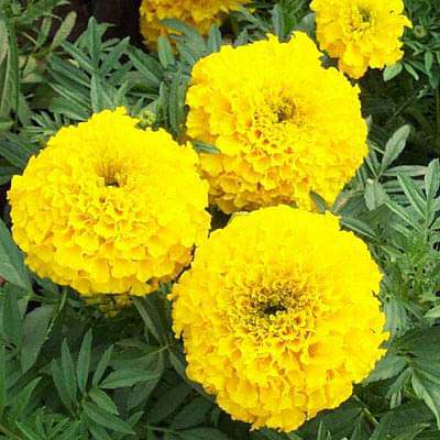 gog-plants-african-marigold-yellow-plant-16968553463948.jpg