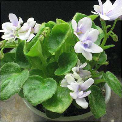 gog-plants-african-violets-any-color-plant-16968553496716.jpg