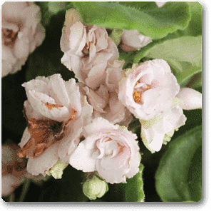 gog-plants-african-violets-baby-pink-plant-16968555069580.png