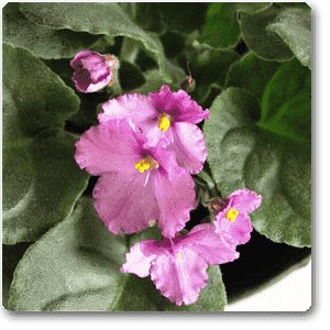 gog-plants-african-violets-purple-plant-16968558379148.png