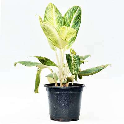 gog-plants-aglaonema-brilliant-plant-16968572469388.jpg