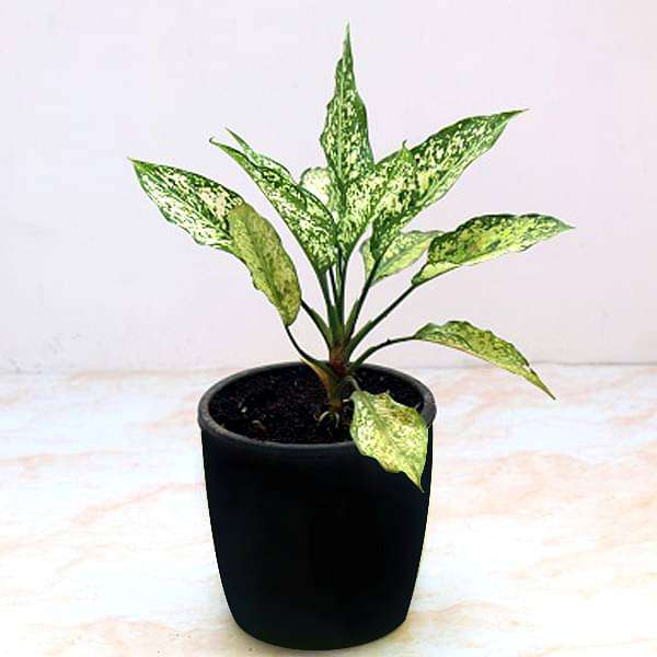 gog-plants-aglaonema-costatum-chinese-evergreen-green-plant-16968575352972.jpg